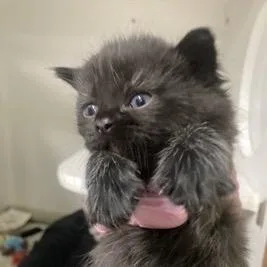 Yukon Gold thumbnail 2