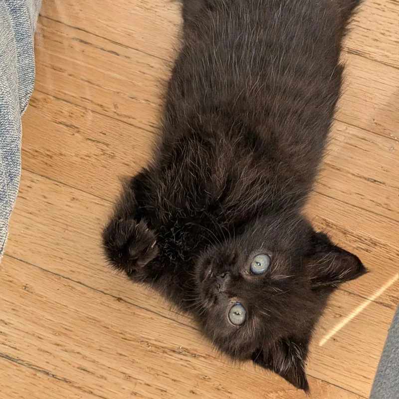 Yukon Gold thumbnail 3