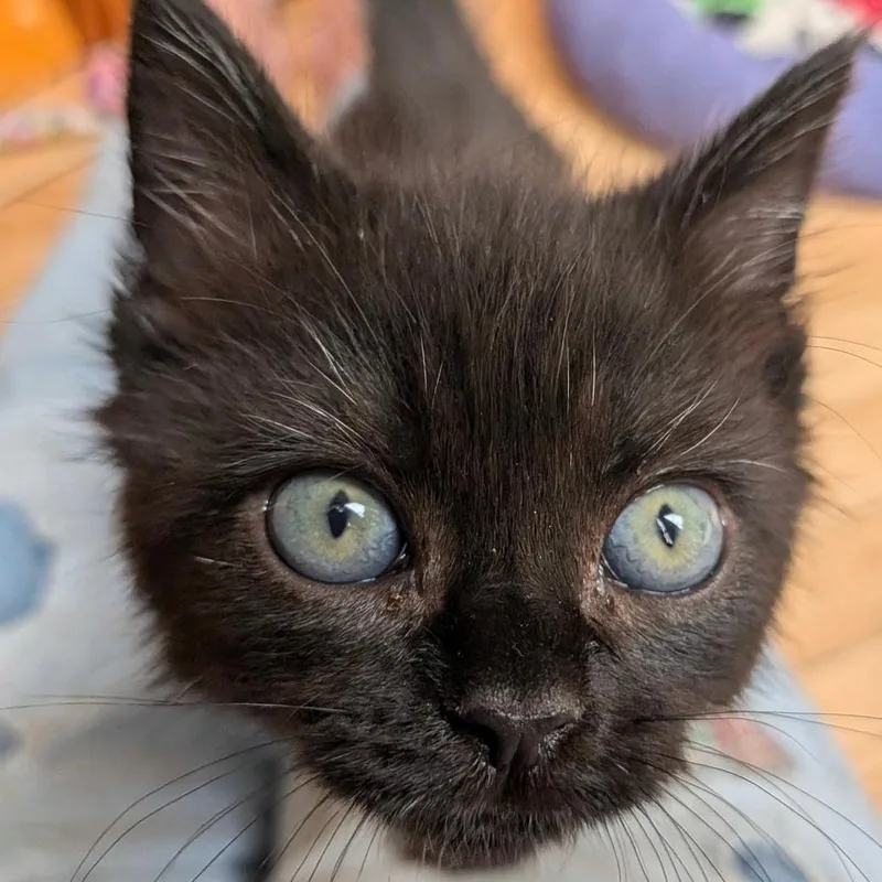 Yukon Gold thumbnail 4