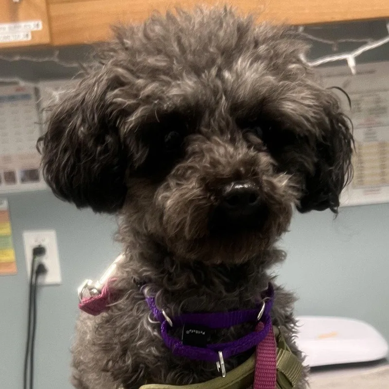 A young medium-sized female Poodle dog named Dior for adoption in New Castle, DE