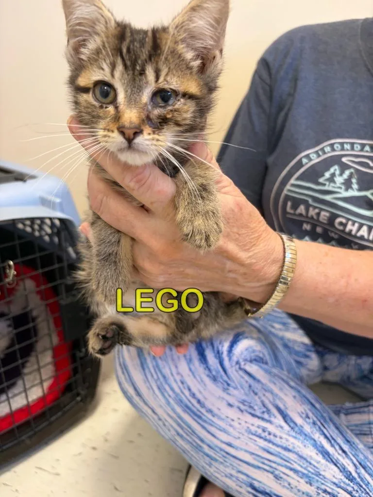 A baby small-sized male Domestic Short Hair cat named Lego for adoption in Plattsburgh, NY