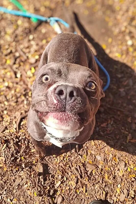 An adult medium-sized male Gray / Blue / Silver Mixed Breed dog named Thibbledorf for adoption in Cincinnati, OH