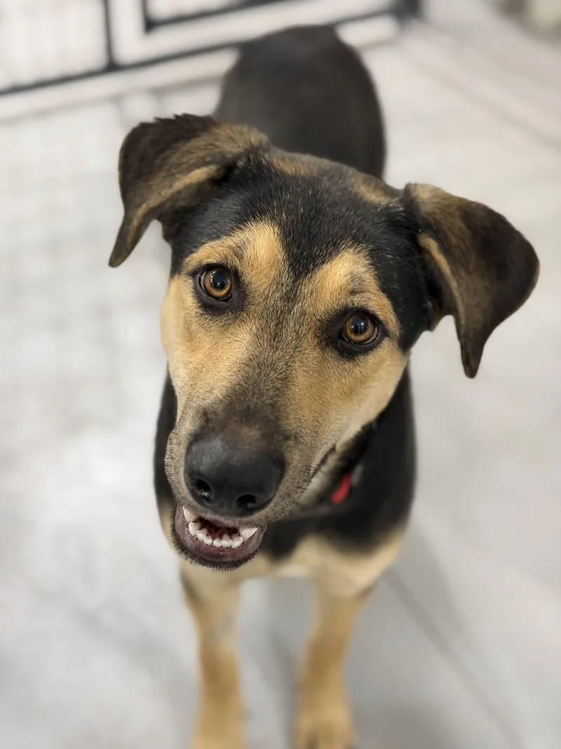 A baby medium-sized female German Shepherd Dog named Bo for adoption in Kalkaska, MI