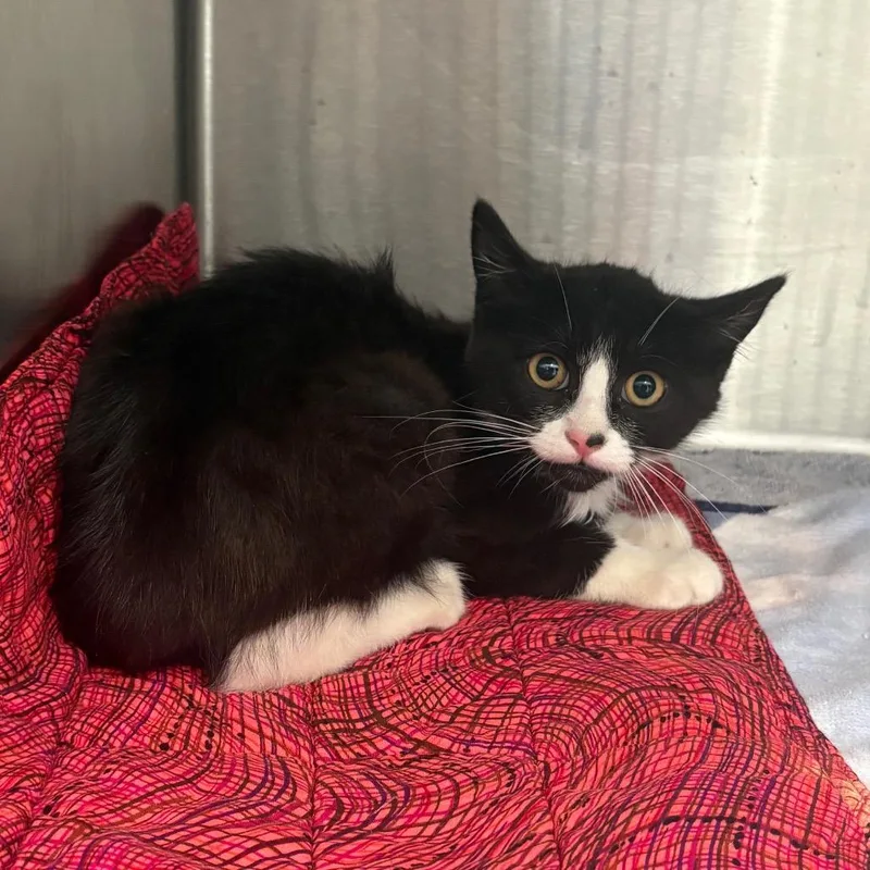 A young medium-sized male Black Domestic Short Hair cat named Michael for adoption in Oak Park, IL