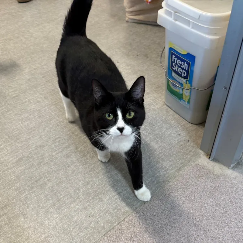 A young small-sized female Black Domestic Short Hair cat named Mary Jane for adoption in Branford, CT