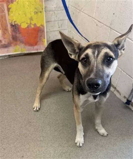 A young small-sized male German Shepherd Dog dog named Bartholomew for adoption in San Bernardino, CA