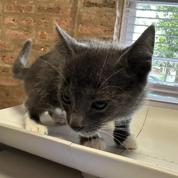 A baby small-sized male Gray / Blue / Silver Domestic Short Hair cat named Lumen for adoption in Forest Park, IL