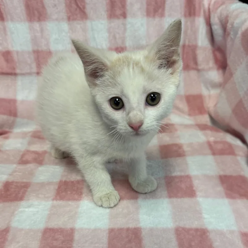 A baby small-sized male White Domestic Short Hair cat named Frank for adoption in Kittanning, PA