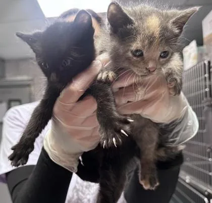 A baby small-sized male Domestic Short Hair cat named Arthur Timothy Read for adoption in Hobart, IN
