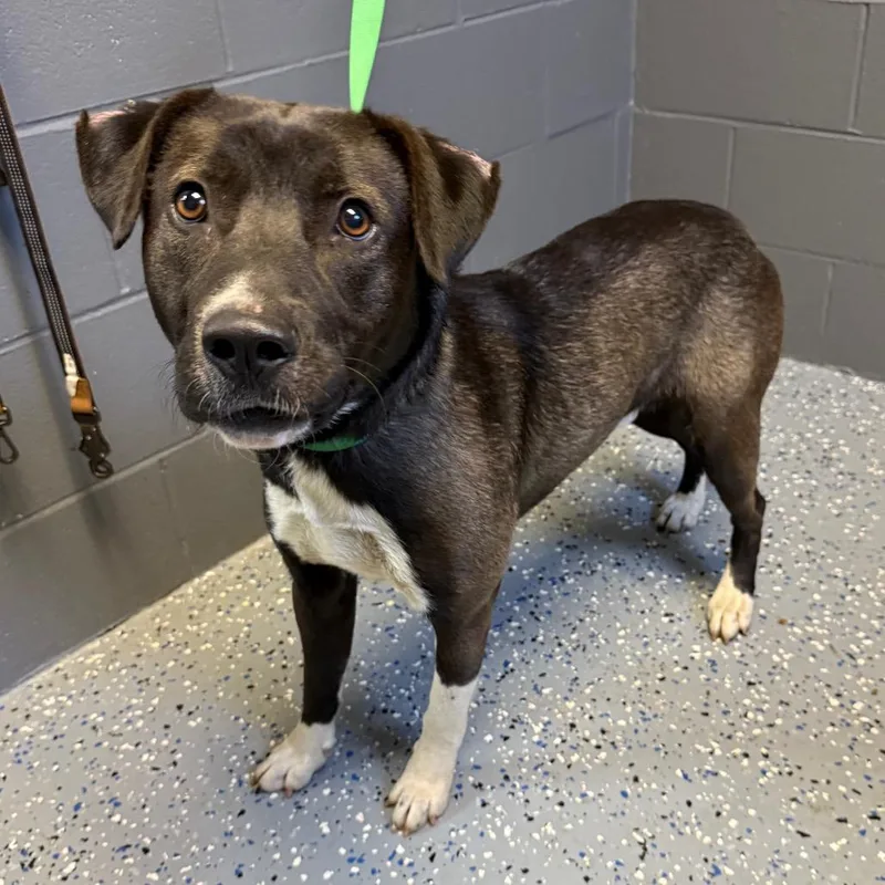 Tuscstray thumbnail 2