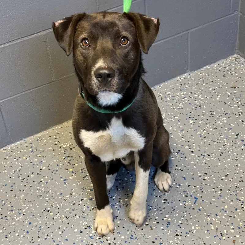 Tuscstray thumbnail 3