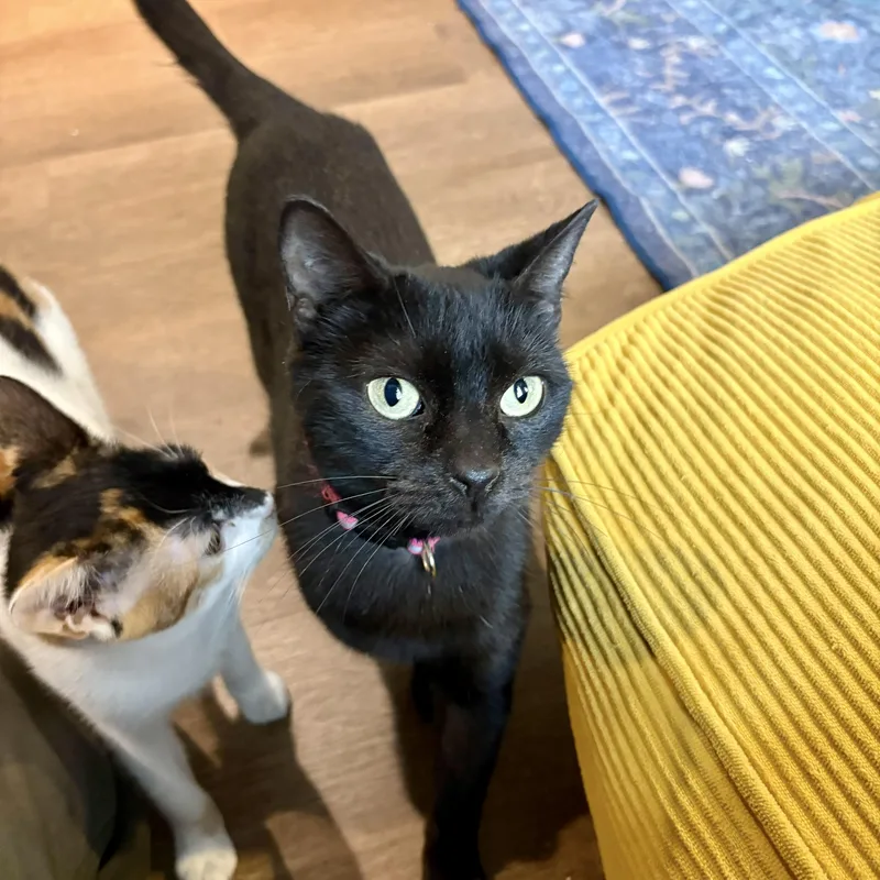 A baby small-sized female Black Domestic Short Hair cat named Lizandra for adoption in Richmond, VA