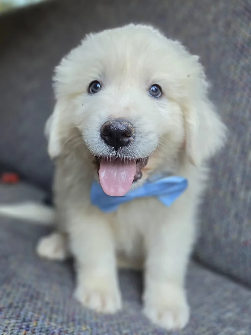 A baby large-sized male Great Pyrenees dog named Samson for adoption in Gilbert, SC