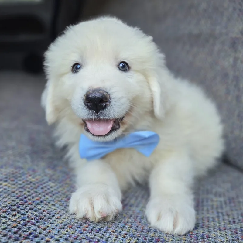 Samson thumbnail 2
