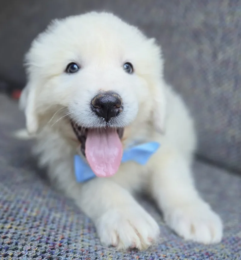 Samson thumbnail 3