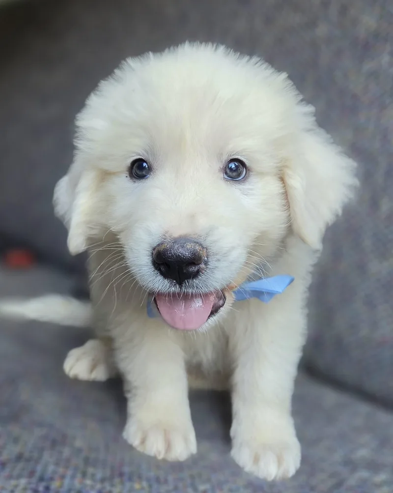 Samson thumbnail 5