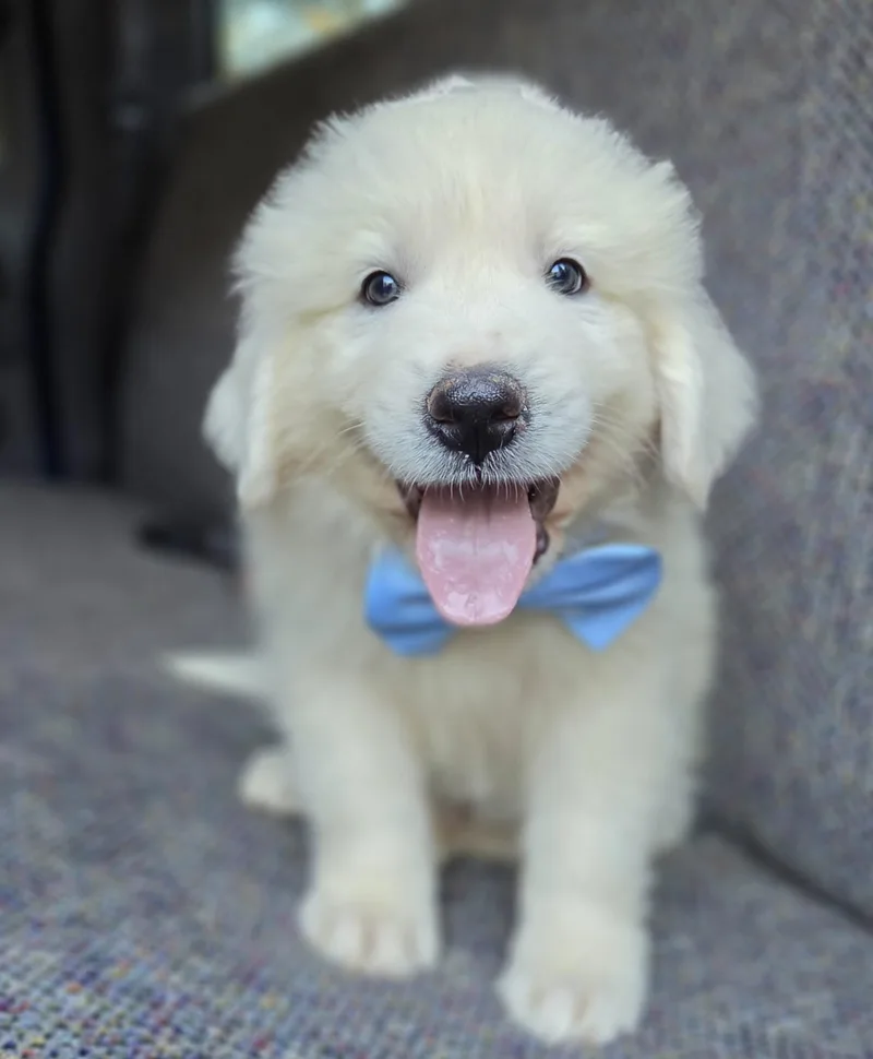 Samson thumbnail 6