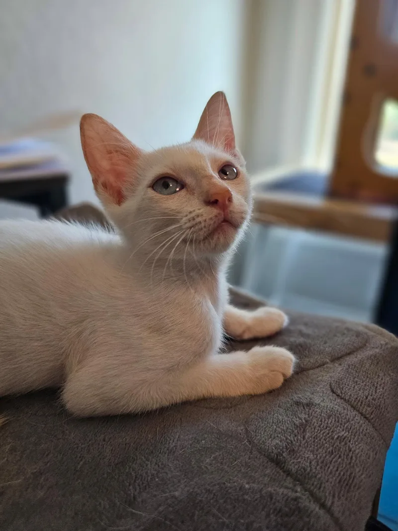 Nimbus
