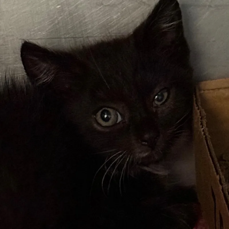 A baby small-sized male Black Domestic Short Hair cat named Pinky for adoption in Troy, VA