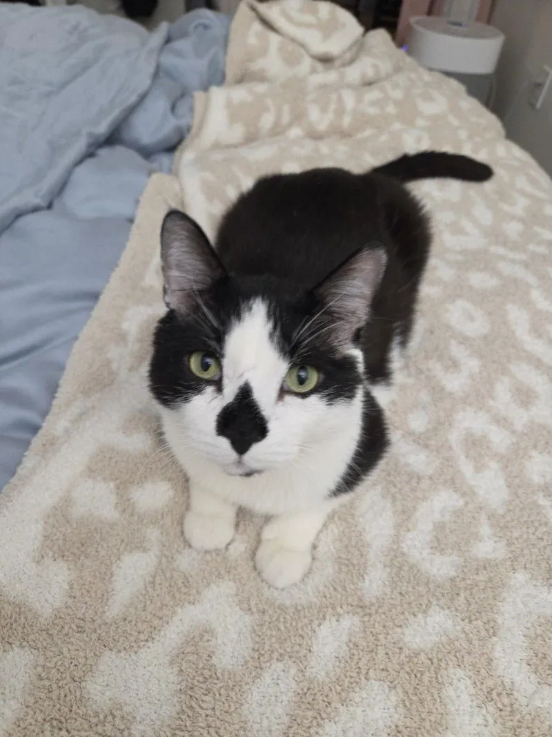 Patchouli thumbnail 2