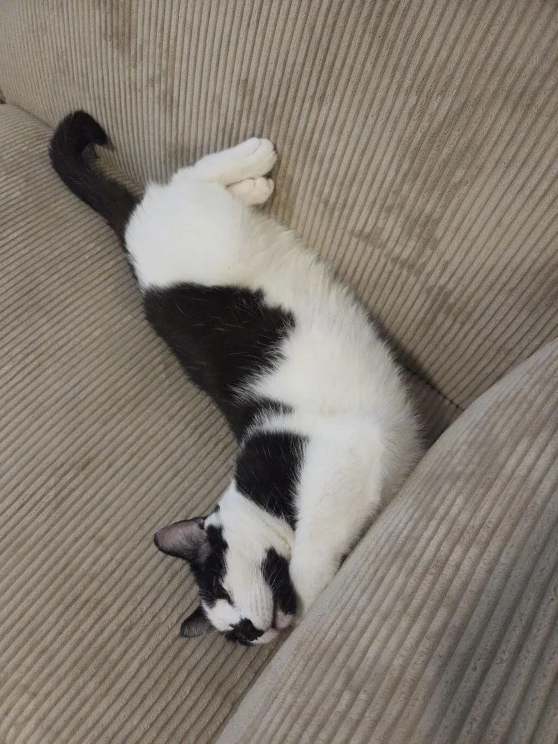 Patchouli thumbnail 3