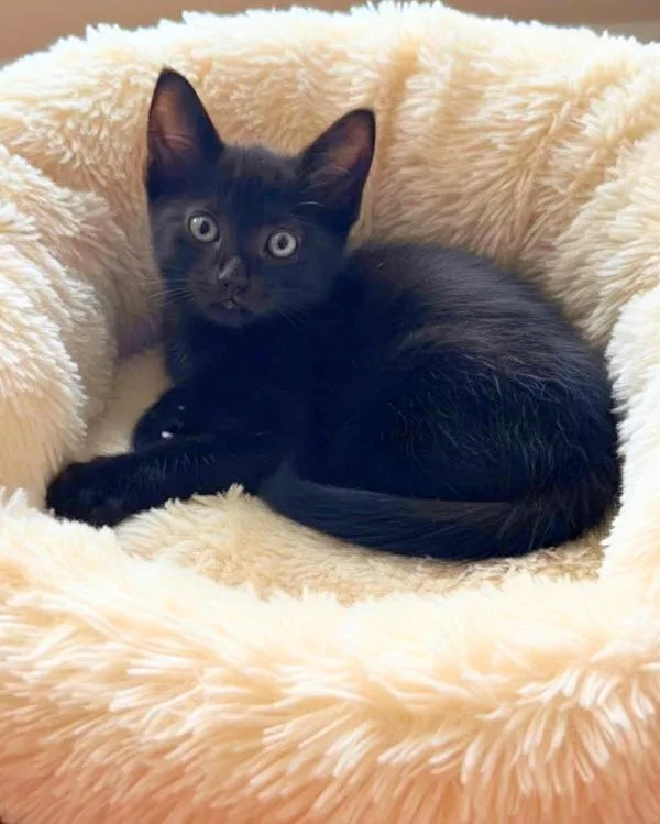 A baby small-sized male Domestic Short Hair cat named Dali for adoption in Novato, CA