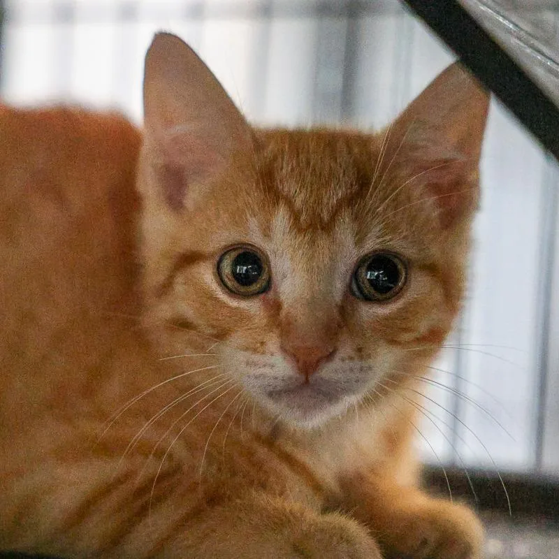 A baby small-sized male Orange / Red Domestic Short Hair cat named Tangelos for adoption in Bradenton, FL