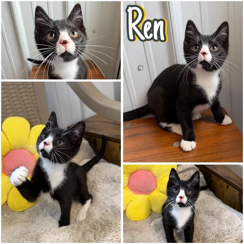 A baby small-sized male Domestic Short Hair cat named Ren for adoption in Pierceton, IN