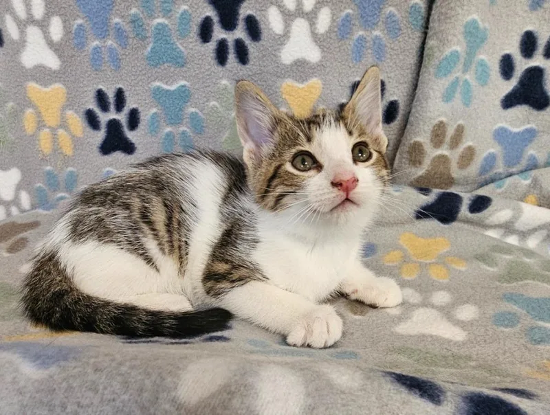 A baby small-sized male Domestic Short Hair cat named David for adoption in Wabash, IN