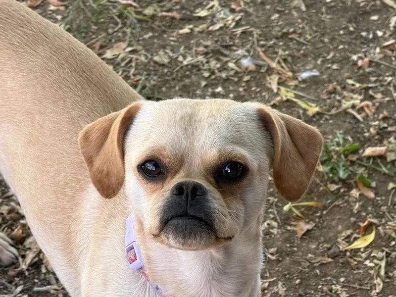 An adult small-sized male Pug dog named Boo for adoption in Fort Collins, CO