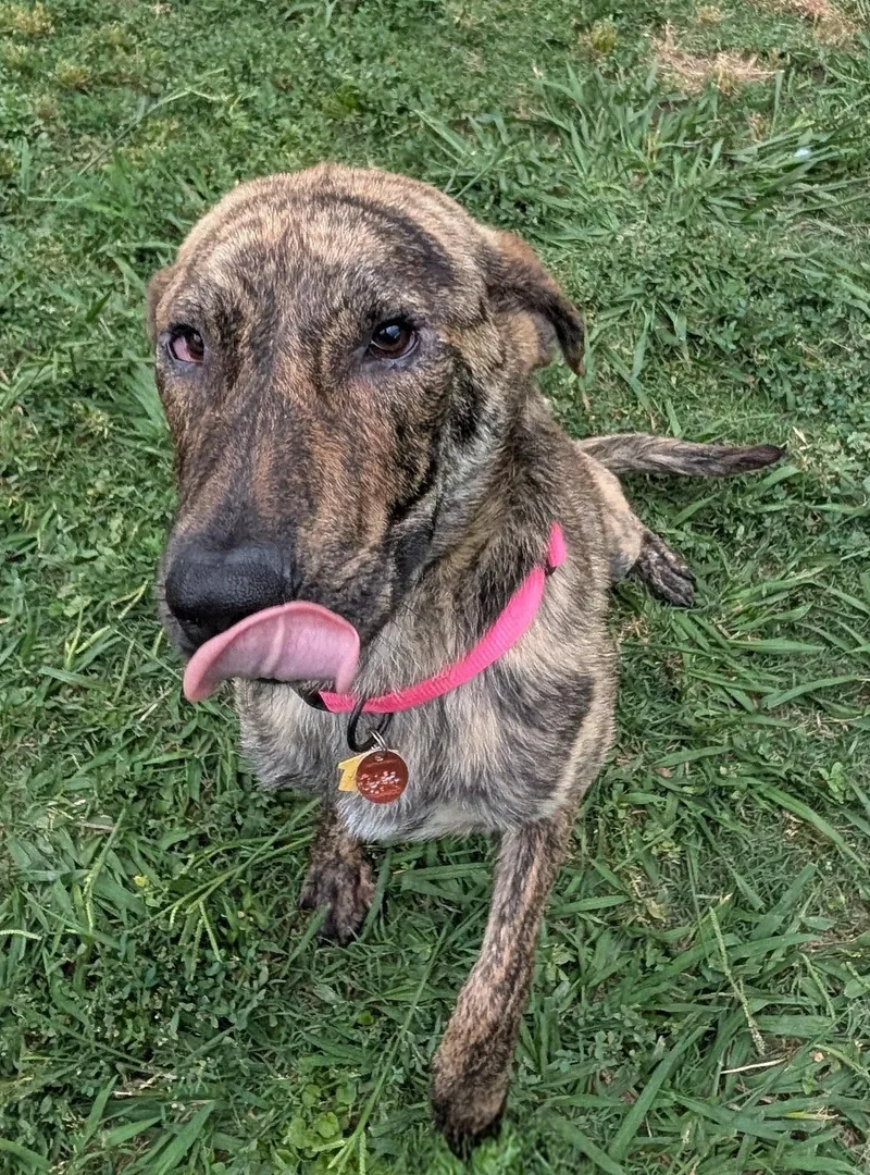 A young medium-sized female Plott Hound dog named Mocha A for adoption in Plano, TX