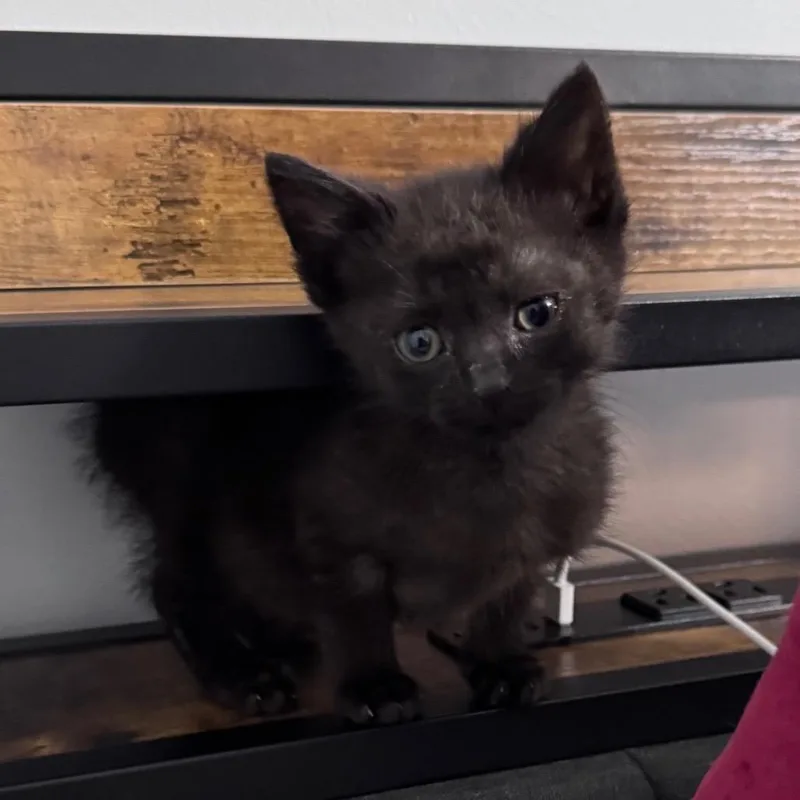 A baby small-sized female Black Domestic Short Hair cat named Blackberry for adoption in Monroe, MI