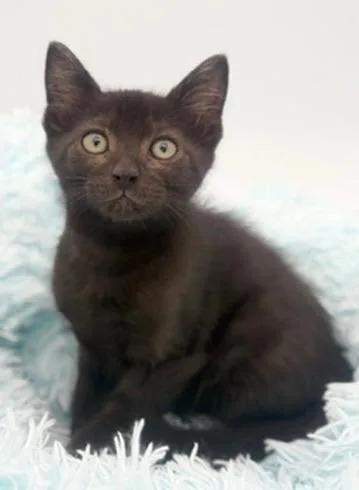 A baby medium-sized male Black Domestic Short Hair cat named Lychee for adoption in Covington, LA