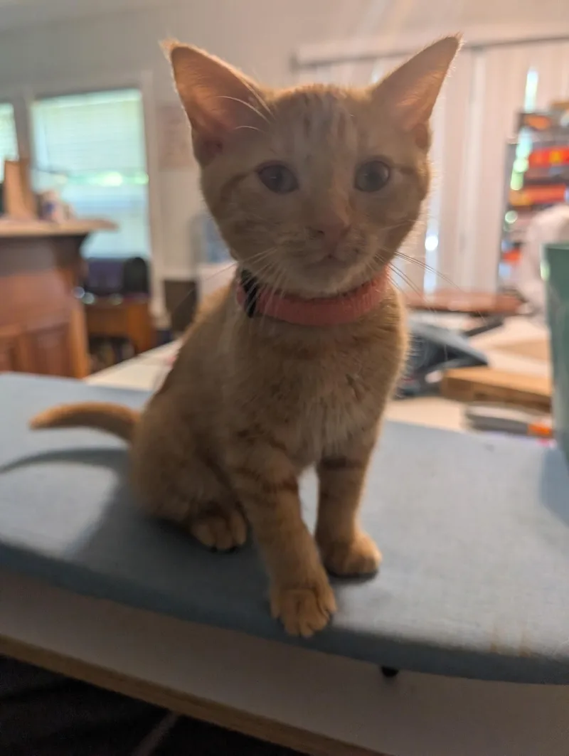 A baby medium-sized female Domestic Short Hair cat named Witch Hazel for adoption in Oriental, NC