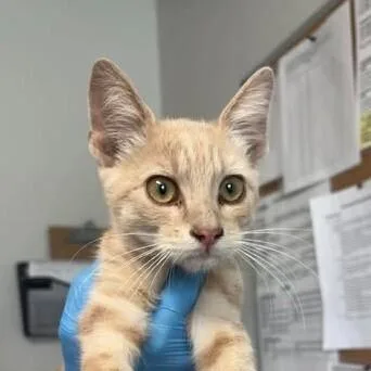 A baby medium-sized male Domestic Short Hair cat named Squash for adoption in Bolivar, MO