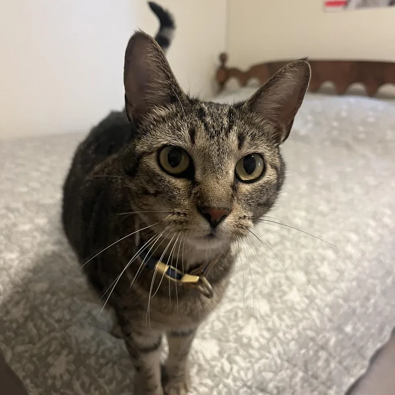 A young medium-sized female Brown / Chocolate Domestic Short Hair cat named Tiger for adoption in Brownsboro, AL