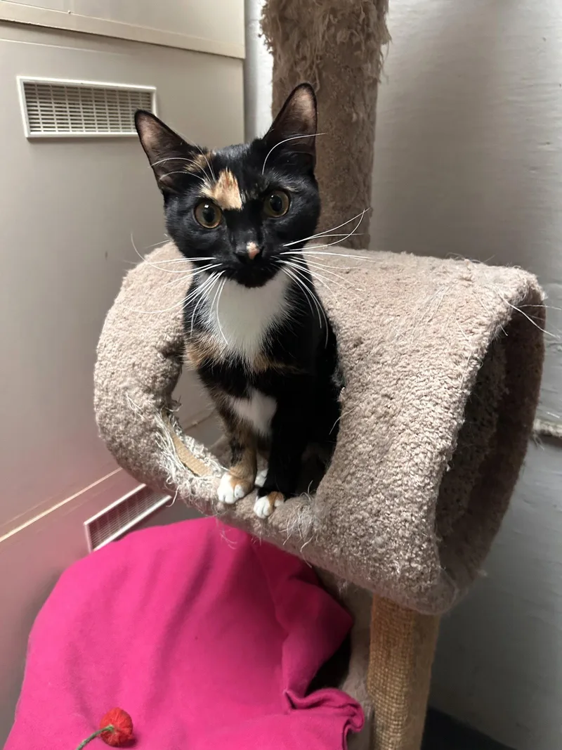 A young small-sized female Tortoiseshell cat named Claire CCHS for adoption in Locust Grove, GA