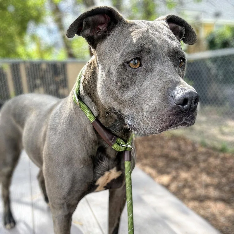 A young large-sized female Pit Bull Terrier dog named Gala for adoption in Oakland, CA