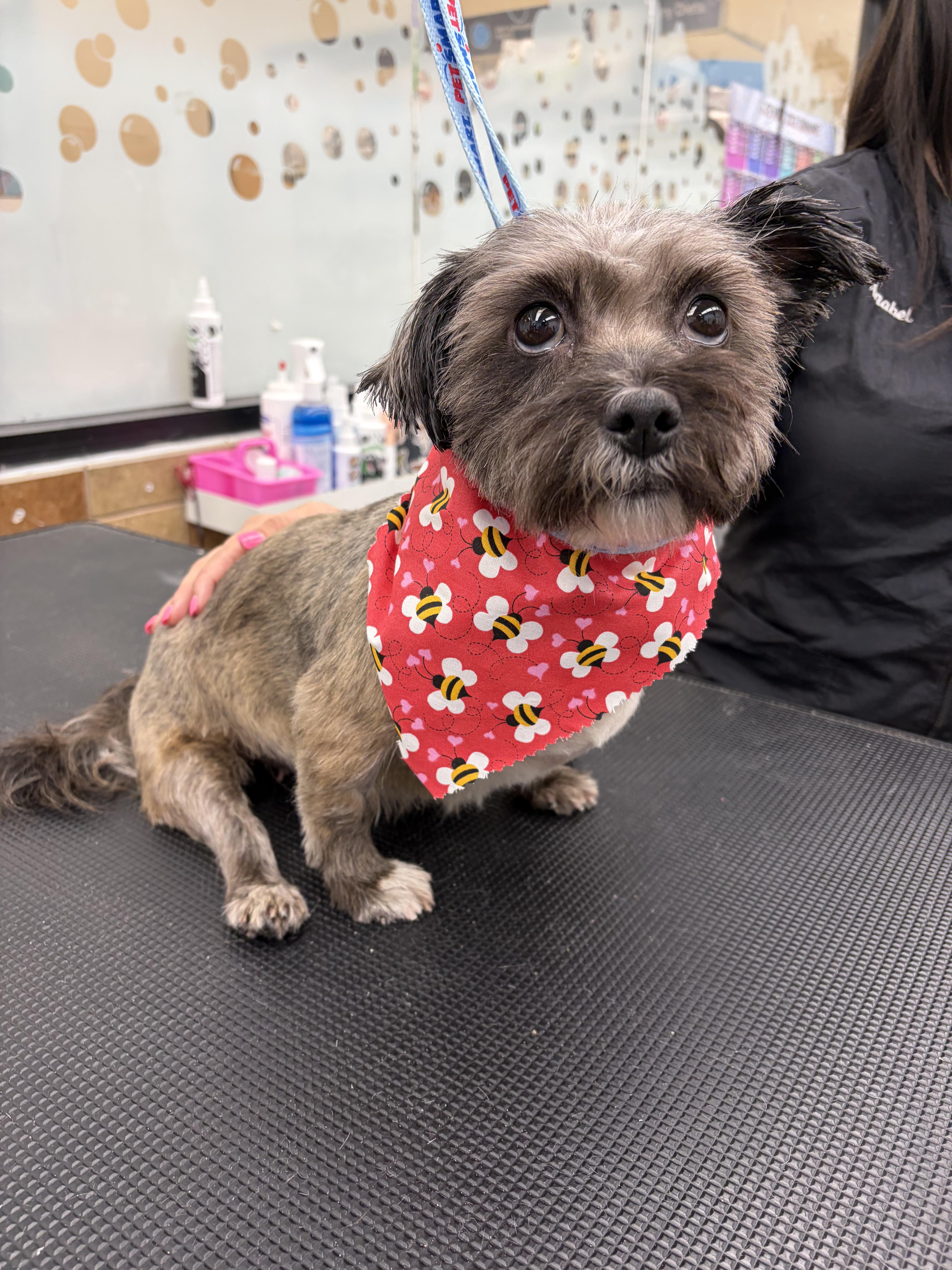A young small-sized female Gray / Blue / Silver Shih Tzu dog named Spice Girl Donut for adoption in Andover, MA