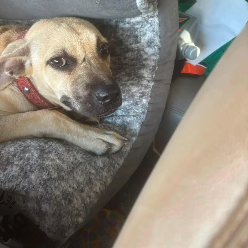 A young medium-sized female Brown / Chocolate Mixed Breed dog named Sprout for adoption in Frederiksted, VI
