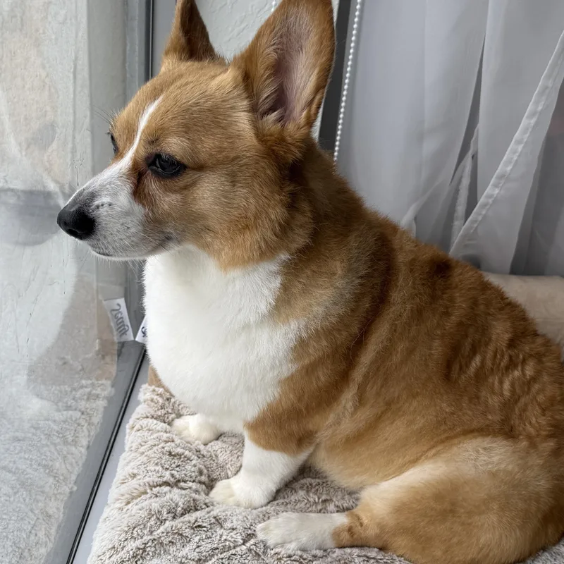 An adult small-sized female Golden Pembroke Welsh Corgi dog named Myla for adoption in Miramar, FL