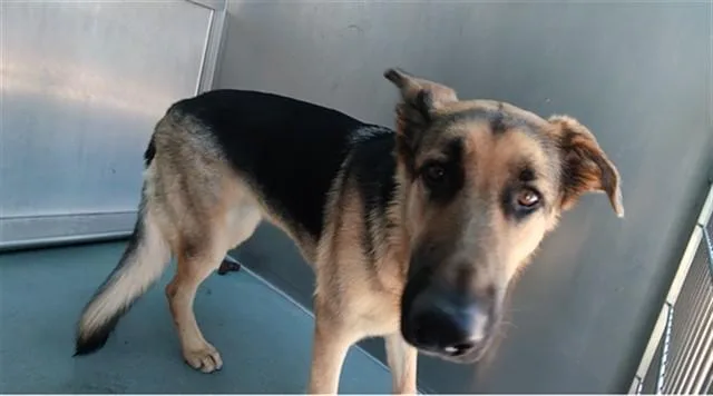 A young medium-sized female German Shepherd Dog dog named Hannah for adoption in Baldwin Park, CA