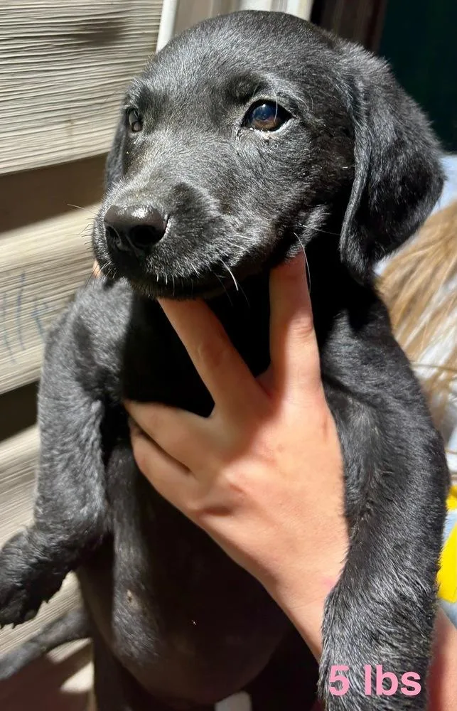 A baby large-sized female Black Labrador Retriever dog named Czerkawski Frankie for adoption in Broomfield, CO
