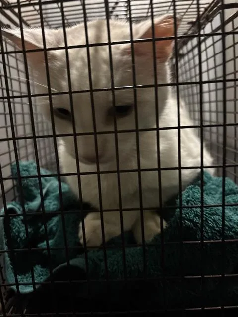 An adult large-sized male Domestic Short Hair cat named Bubba for adoption in San Antonio, TX