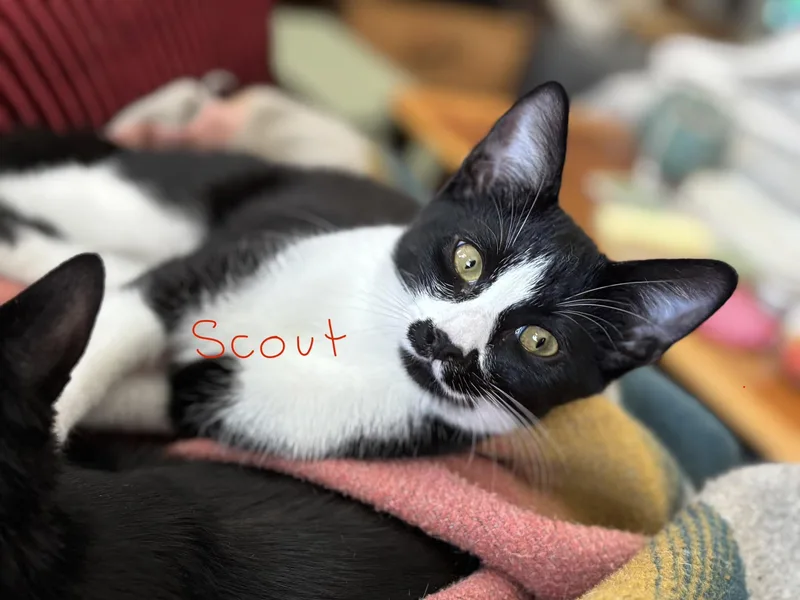Scout thumbnail 3
