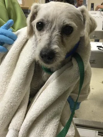 A young small-sized male Poodle dog named Larry for adoption in Riverside, CA