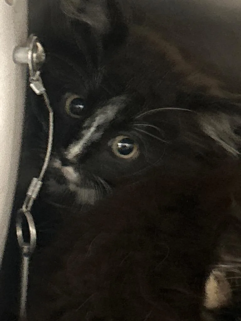 A baby medium-sized male Domestic Short Hair cat named Dread for adoption in Winder, GA