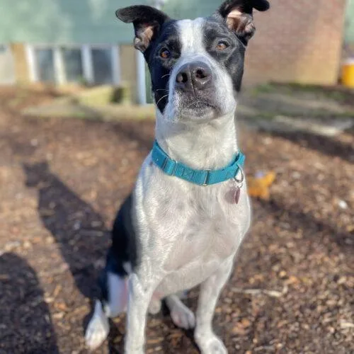 A senior medium-sized male Bicolor Border Collie dog named Kubo Lonestar for adoption in Rockaway, NJ