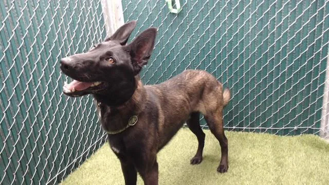 A young large-sized male Belgian Shepherd / Malinois dog named Happy for adoption in Downey, CA