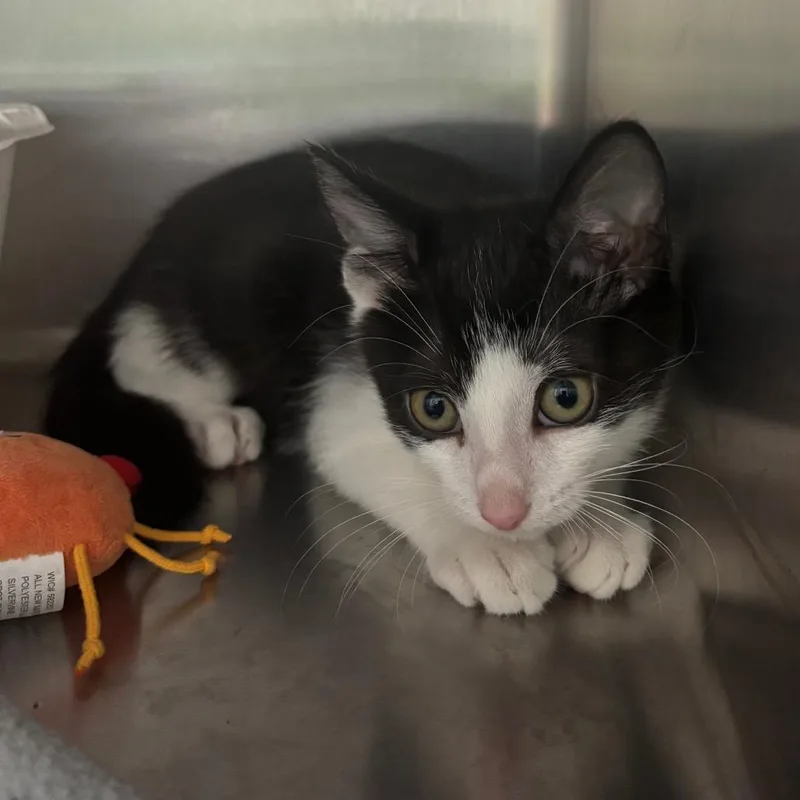 A baby small-sized male Black Domestic Short Hair cat named Driver for adoption in Lakeland, FL
